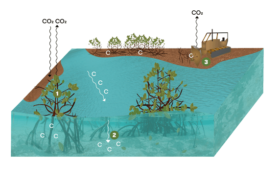 Carbon capture in mangrove ecosystems