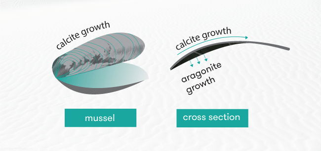 Diagram of mussel shell showing calcite and aragonite growth regions