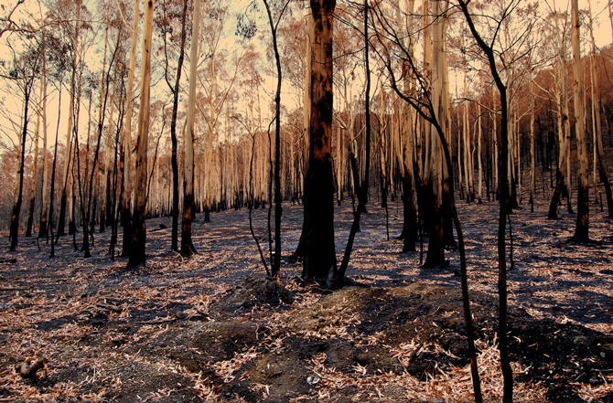 Aftermath from the 2009 Victorian bushfires.