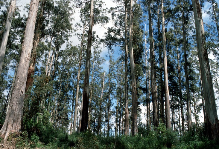 A Mountain Ash forest in Tasmania