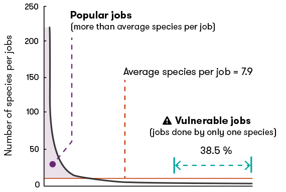 A diagram showing the number of species per job among fish assemblages in the Indo-Pacific region. 38.5 per cent of jobs are vulnerable, meaning they are only done by one species.