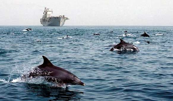 Dolphins in the foreground, with a large military ship in the background
