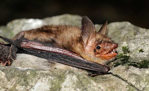 Bat (myotis myotis)