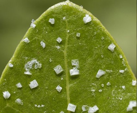 Salt crystals on a leaf