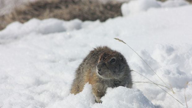 A squirrel in the snow.