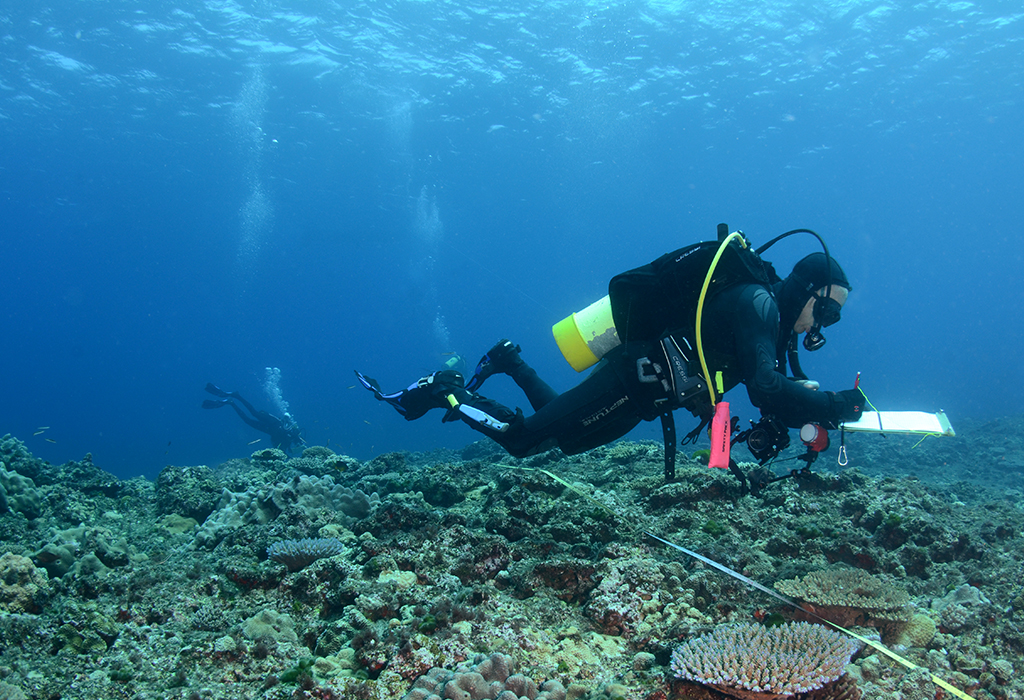 A diver, underwater, holding scientific instruments and surveying a reef.