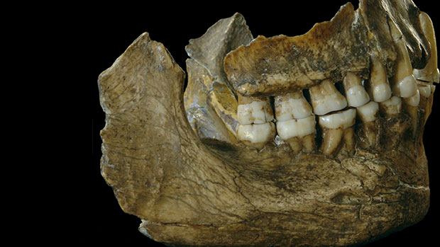 Mineral casting of jaw from Neandertal.