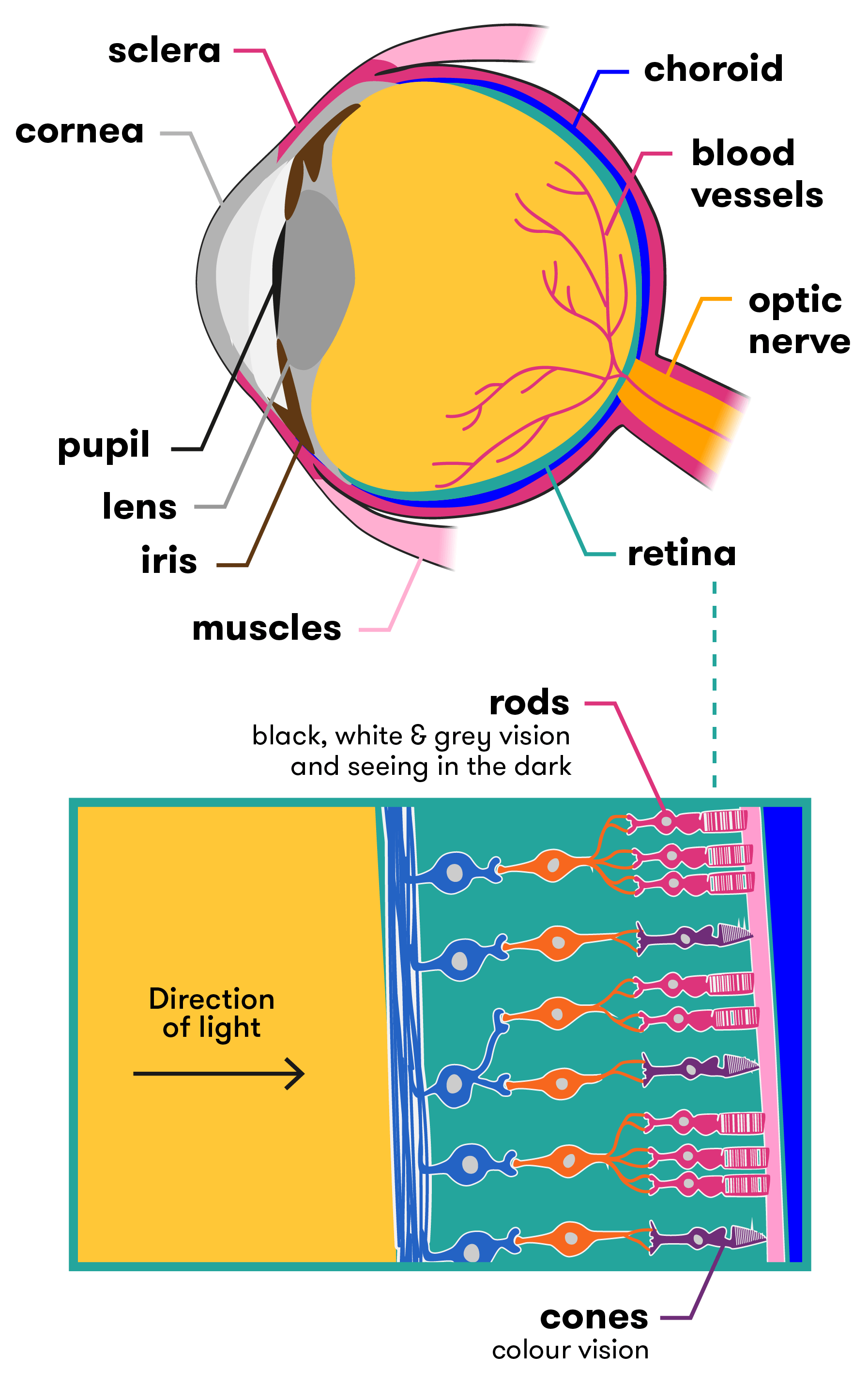 Anatomy of the eye and retina, as described above and below