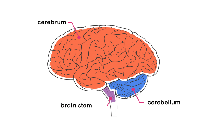 The cerebrum, cerebellum and brain stem