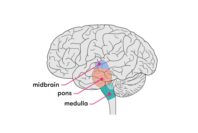 Structure of the brain stem