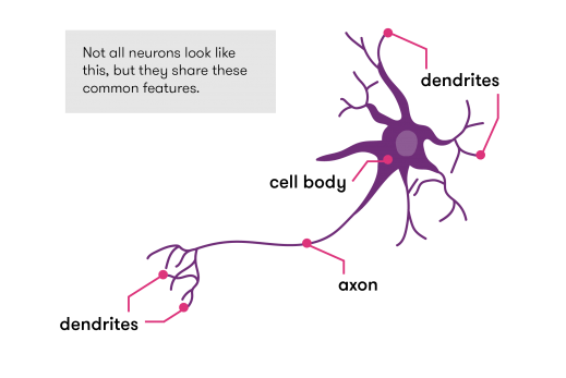Standard features of neurons are the dendrites, cell bodies, and axons.