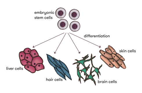 Diagram of stem cells and different cell types.