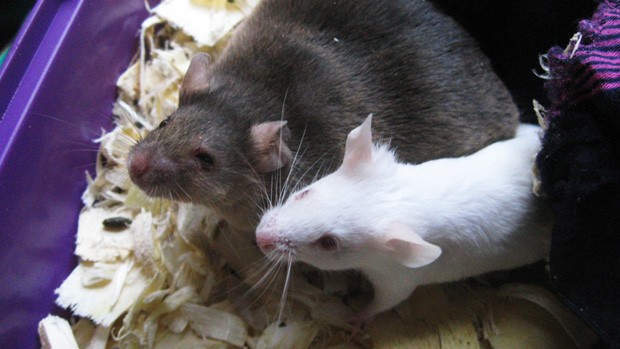Obese and normal mice
