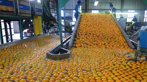 oranges being processed in a factory