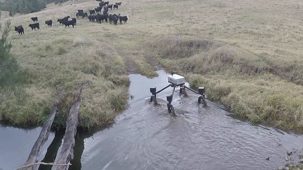 SwagBot negotiates a waterway with cows looking on