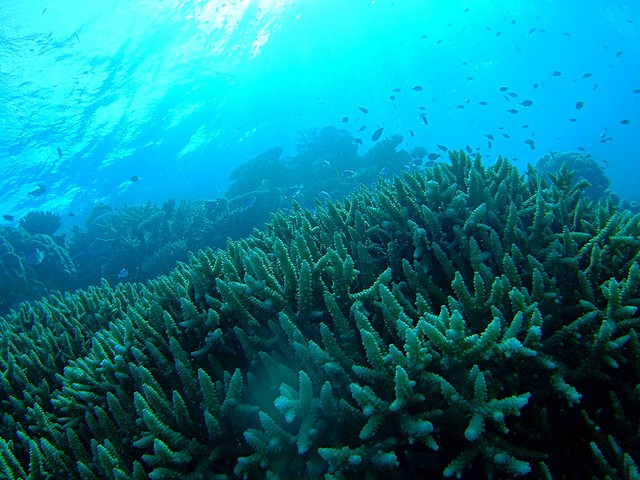 Corals as part of an ecosystem in the Great Barrier Reef.