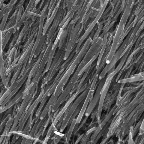 Carbon nanotubes close up view