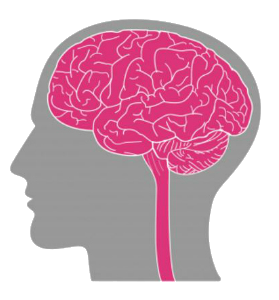 simple drawing of the human brain