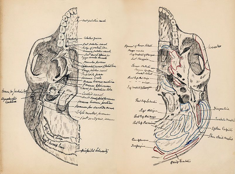Fine ink drawing on sepia coloured paper of right and left sections of a skull, labelled with handwritten text