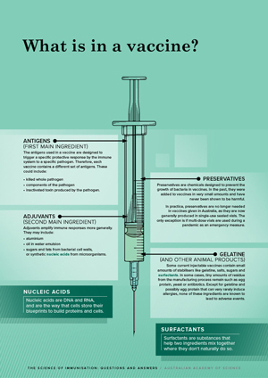 Infographic for what is in a vaccine