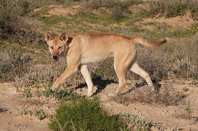 Dingo in the wild