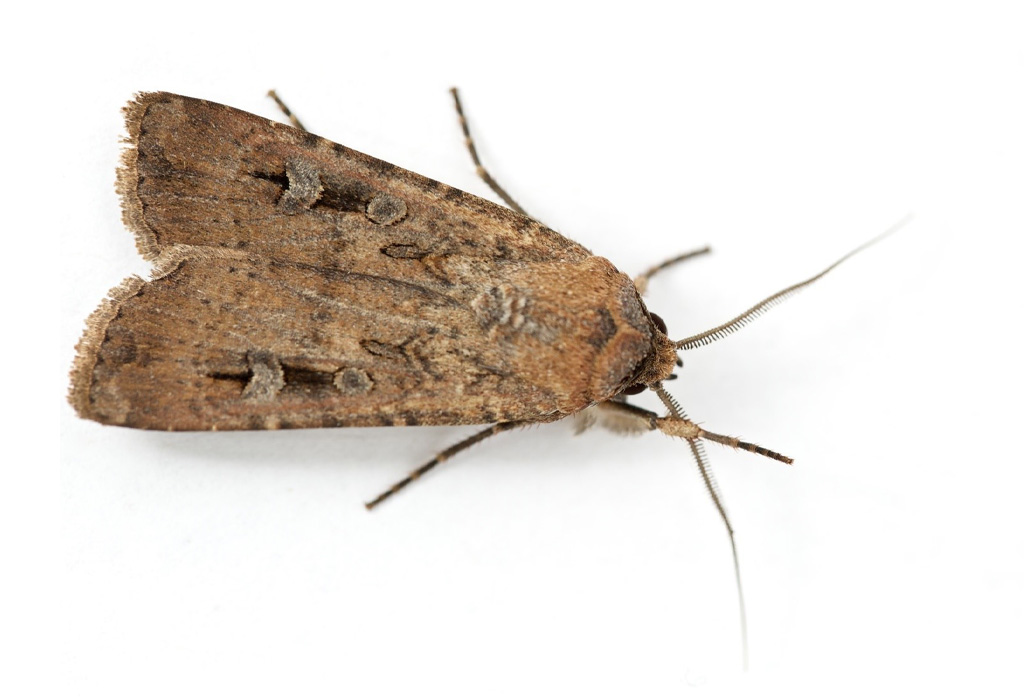A close-up of a bogong moth.