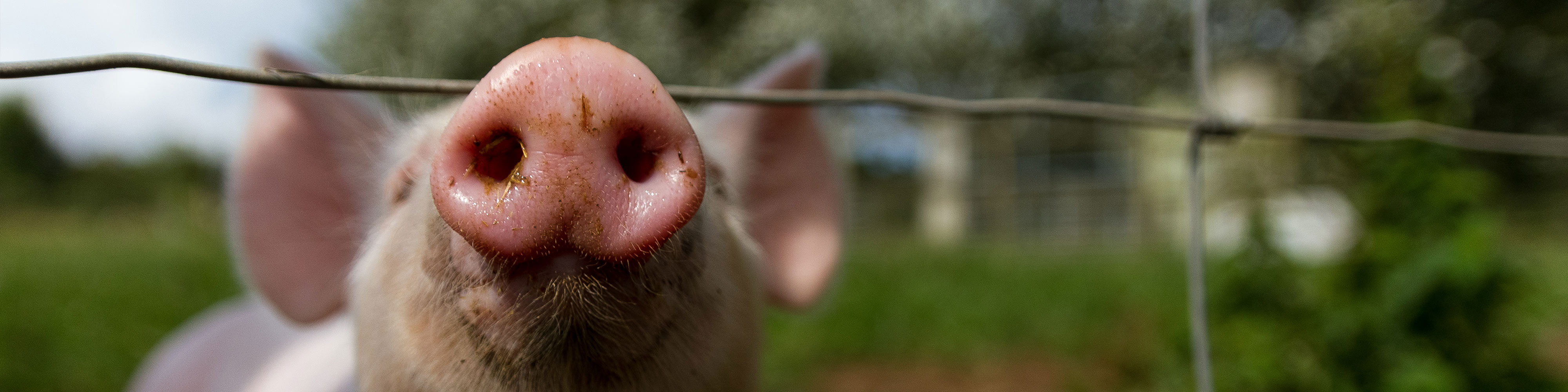 The Similarities Between Humans And Pigs Curious