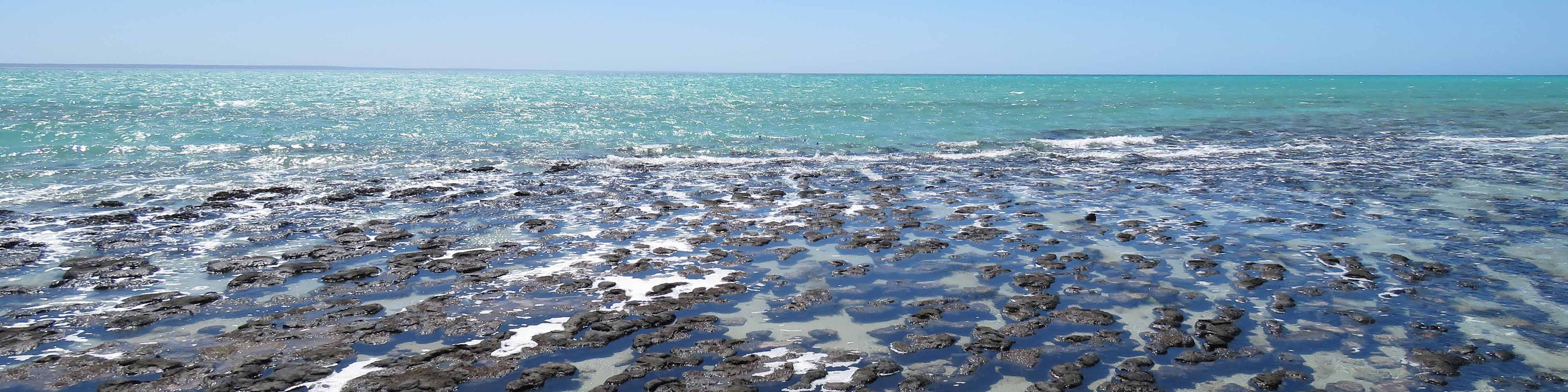 The Origins Of Life On Earth Curious
