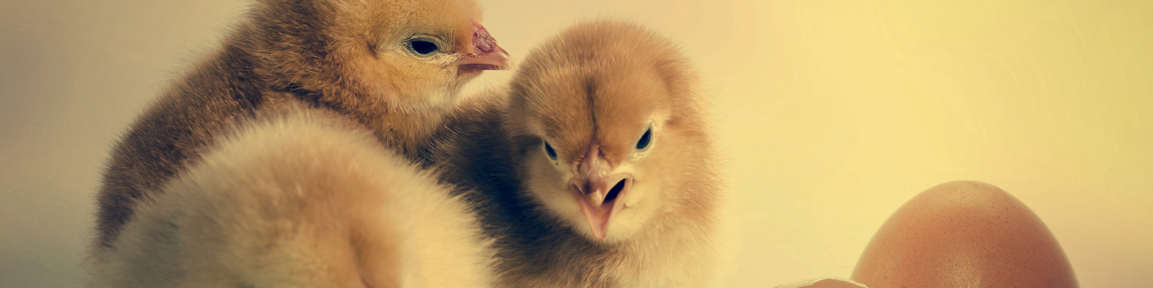Which came first: the chicken or the egg? - Curious