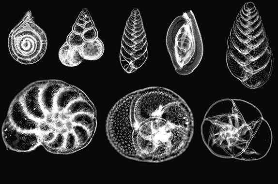 Organic shell in wavy form