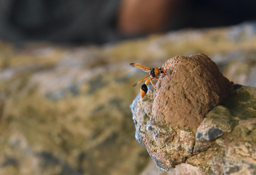 How mud wasp nests help delve into our country's past
