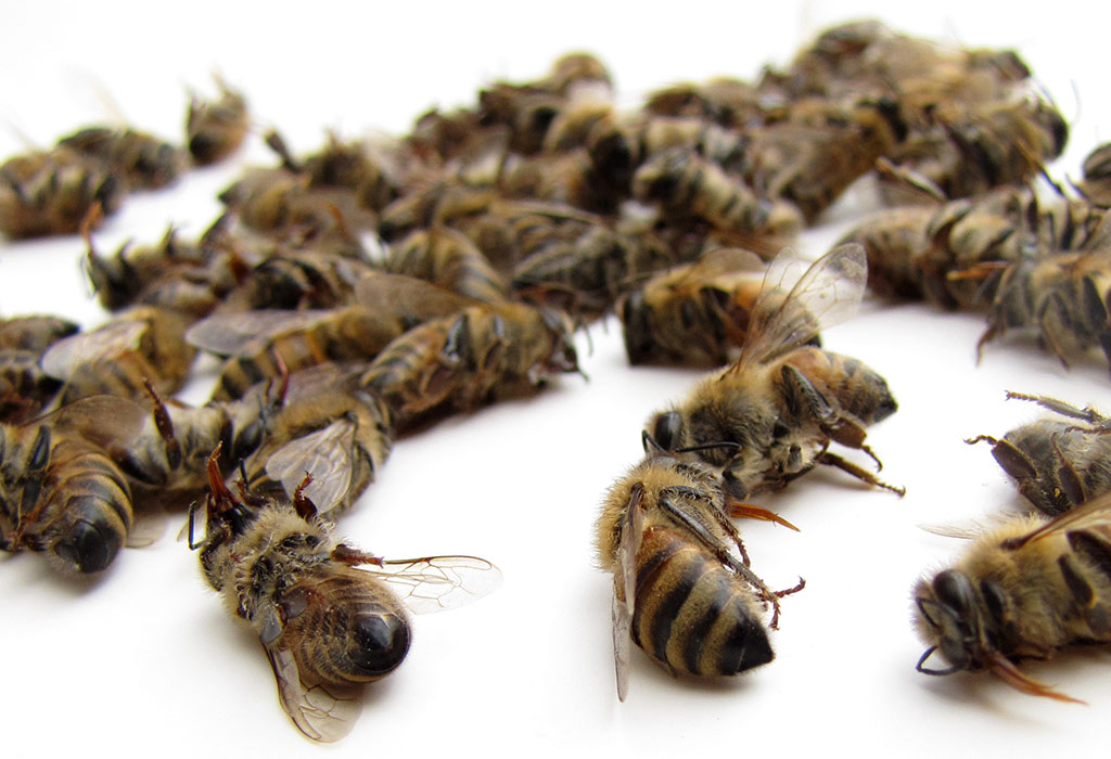 What’s killing the bees? Curious