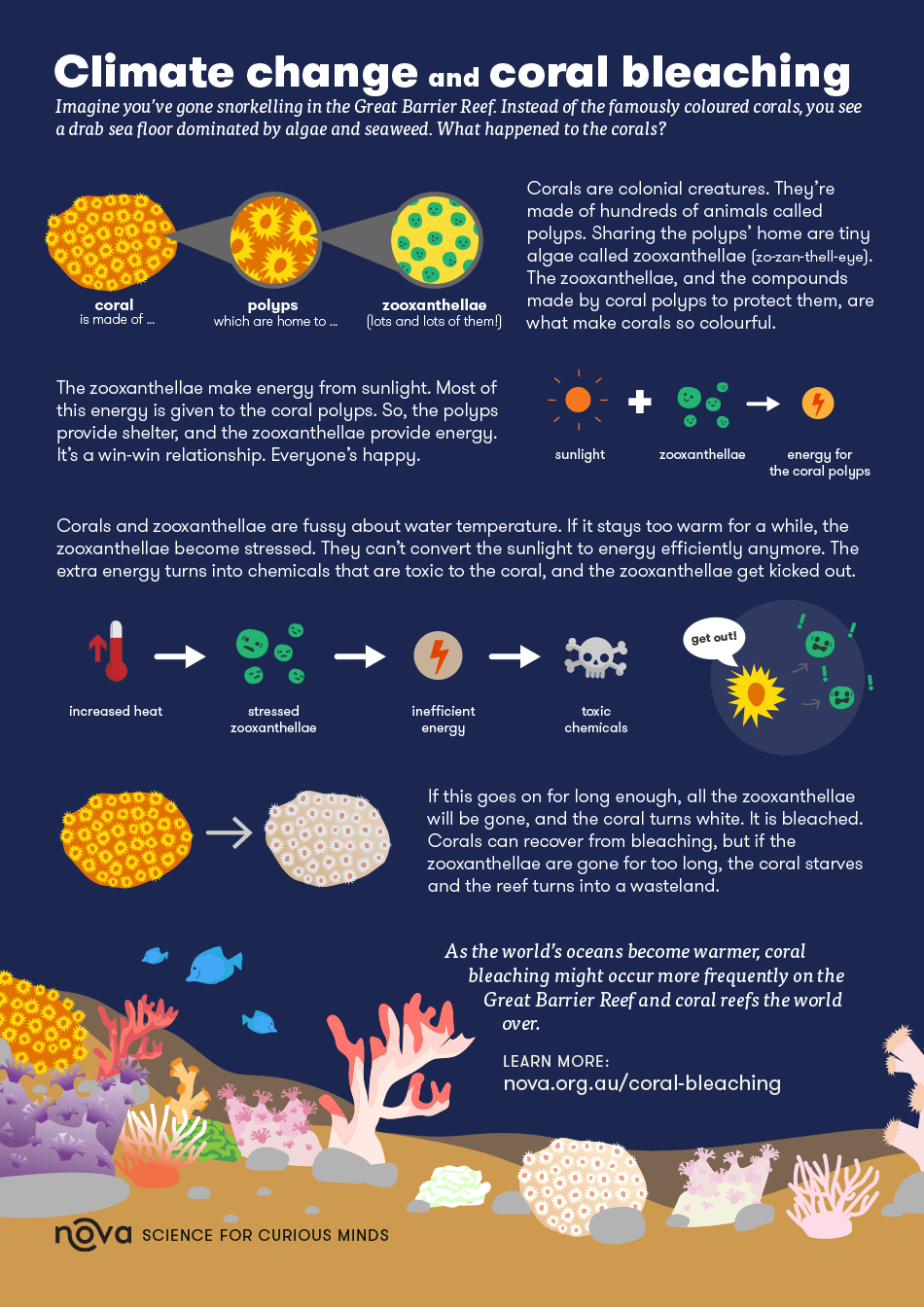Infographic What Is Coral Bleaching 
