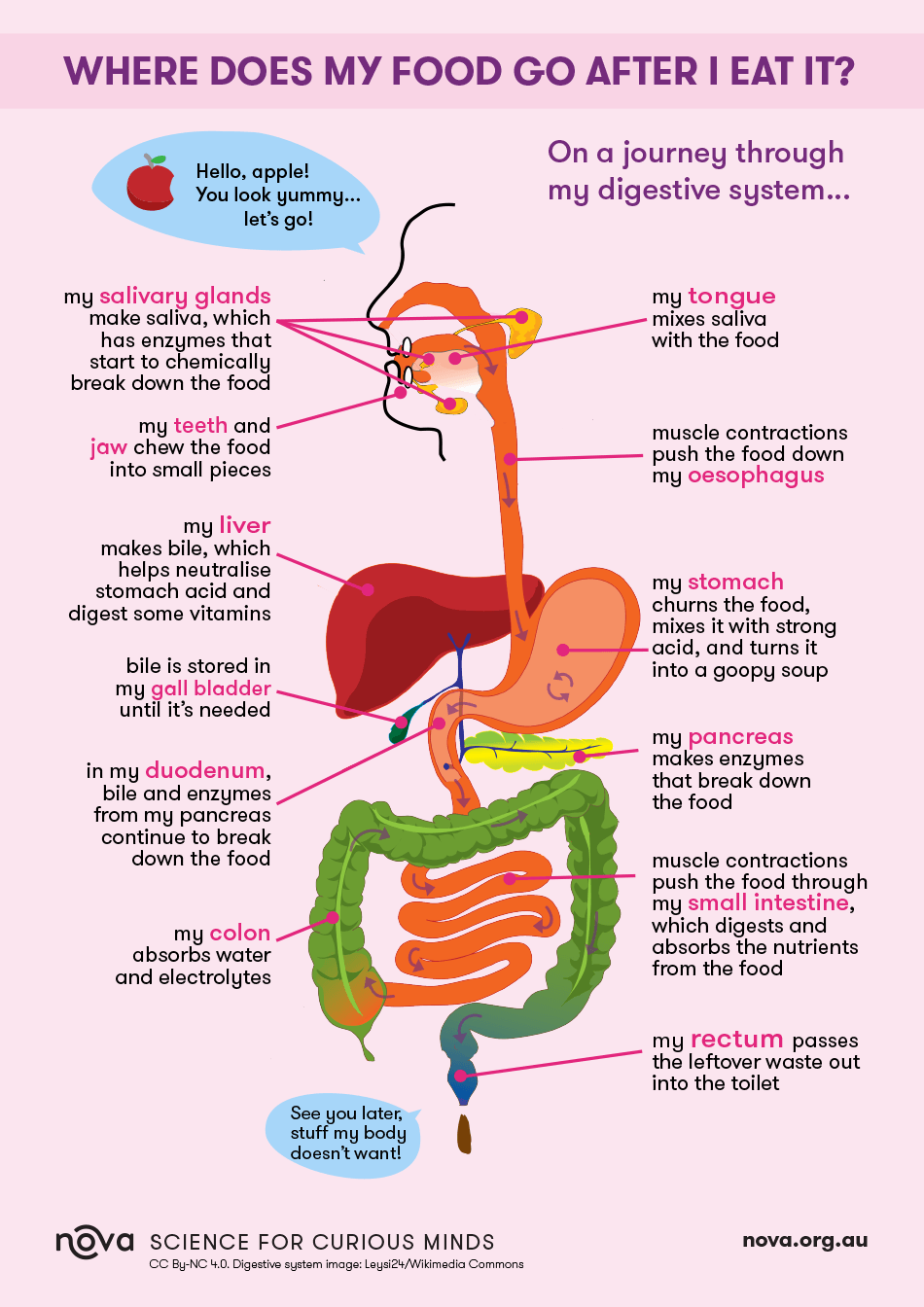 how far does food travel through the body