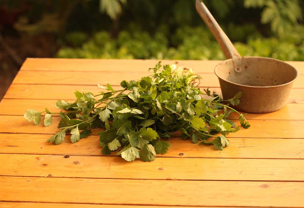 A pile of fresh coriander leaves on a tabletop