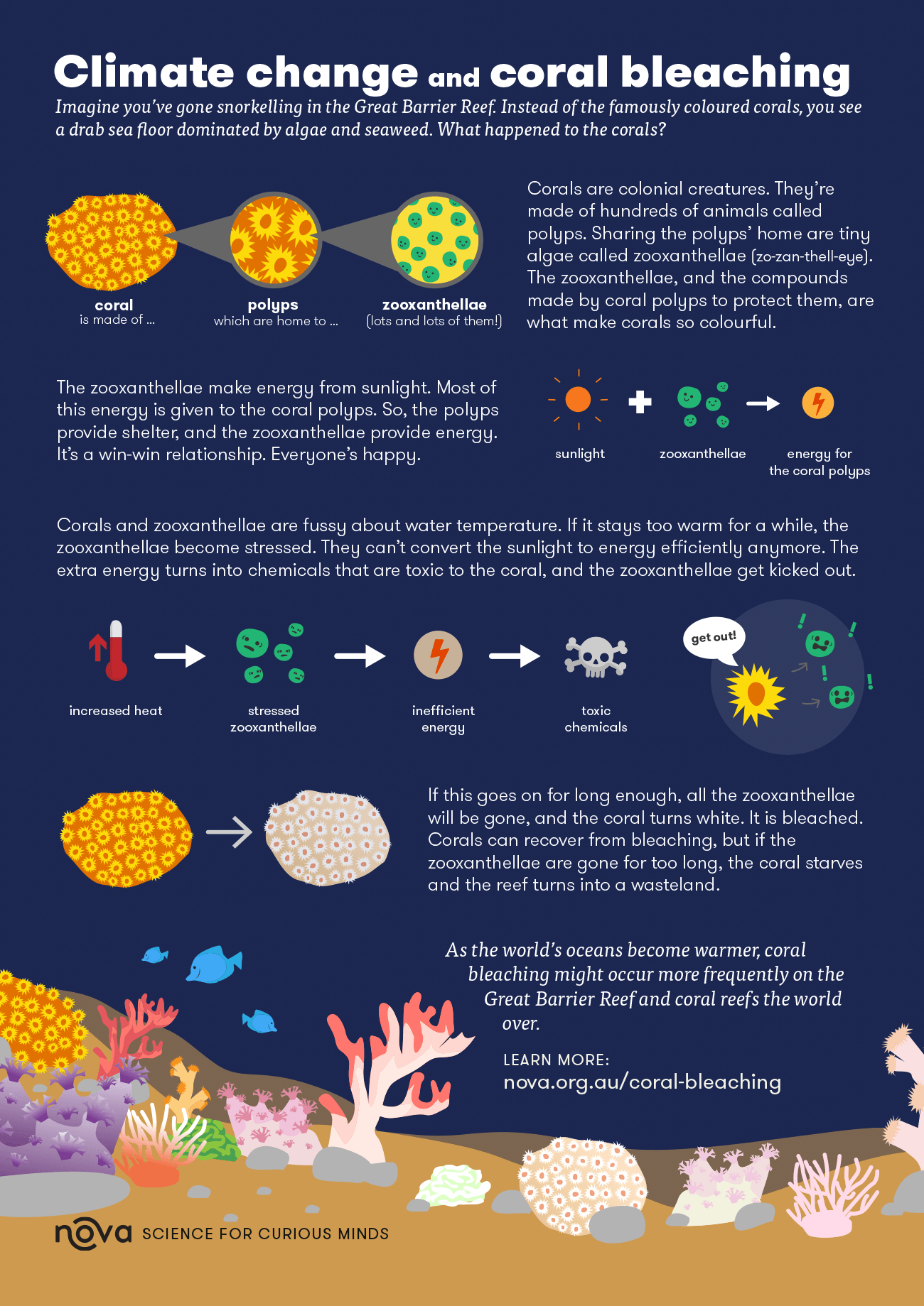 Infographic: What is coral bleaching?