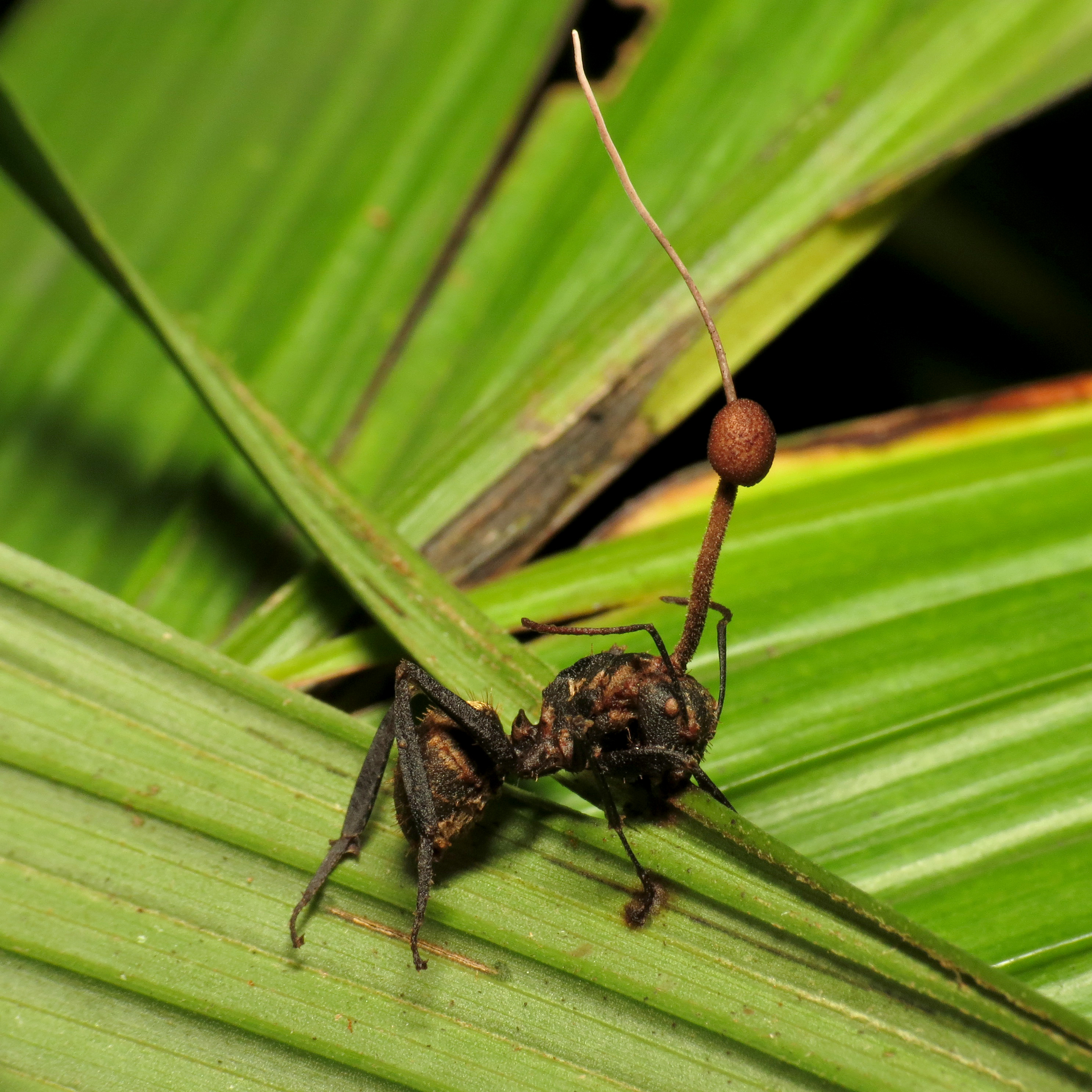An ant after being infected and killed by the parasitic fungus, Ophiocodyceps sp.