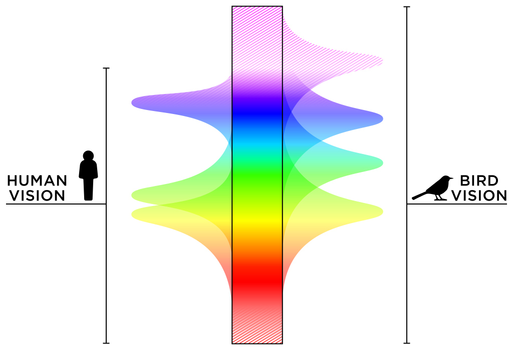 Diagram showing the range of colours visible to birds vs humans