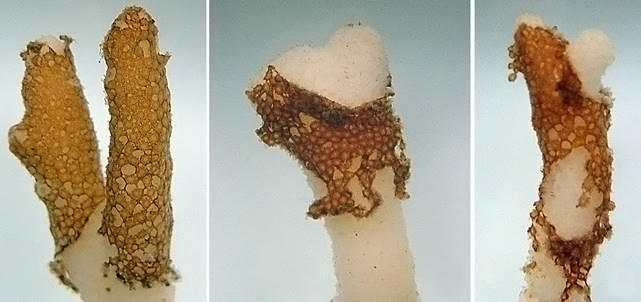 Brown coral tissue peeling away from a white skeleton.