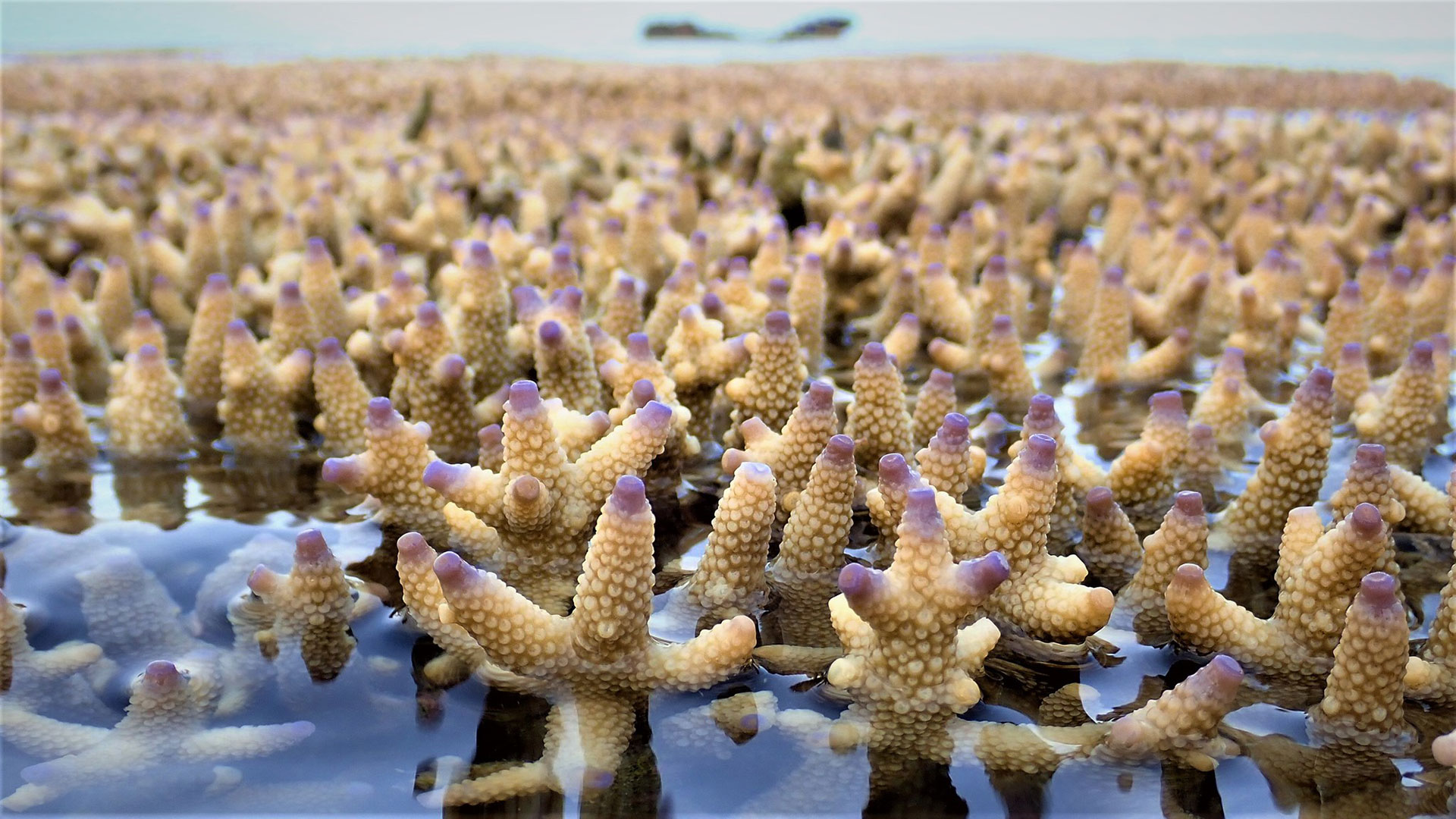 Stony corals sticking up out of the water at low tide