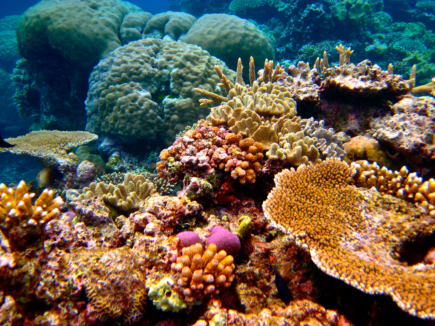 Colourful corals on the Great Barrier Reef