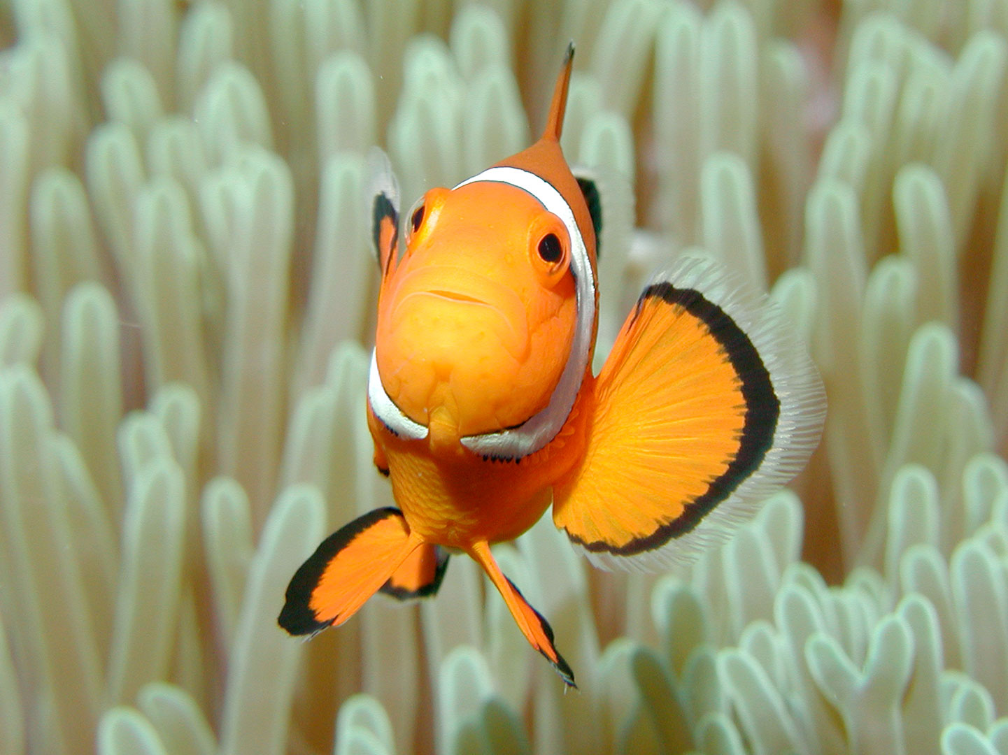 A bright orange clownfish