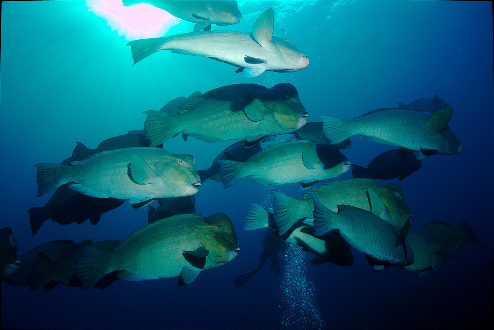 School of bumphead parrotfish