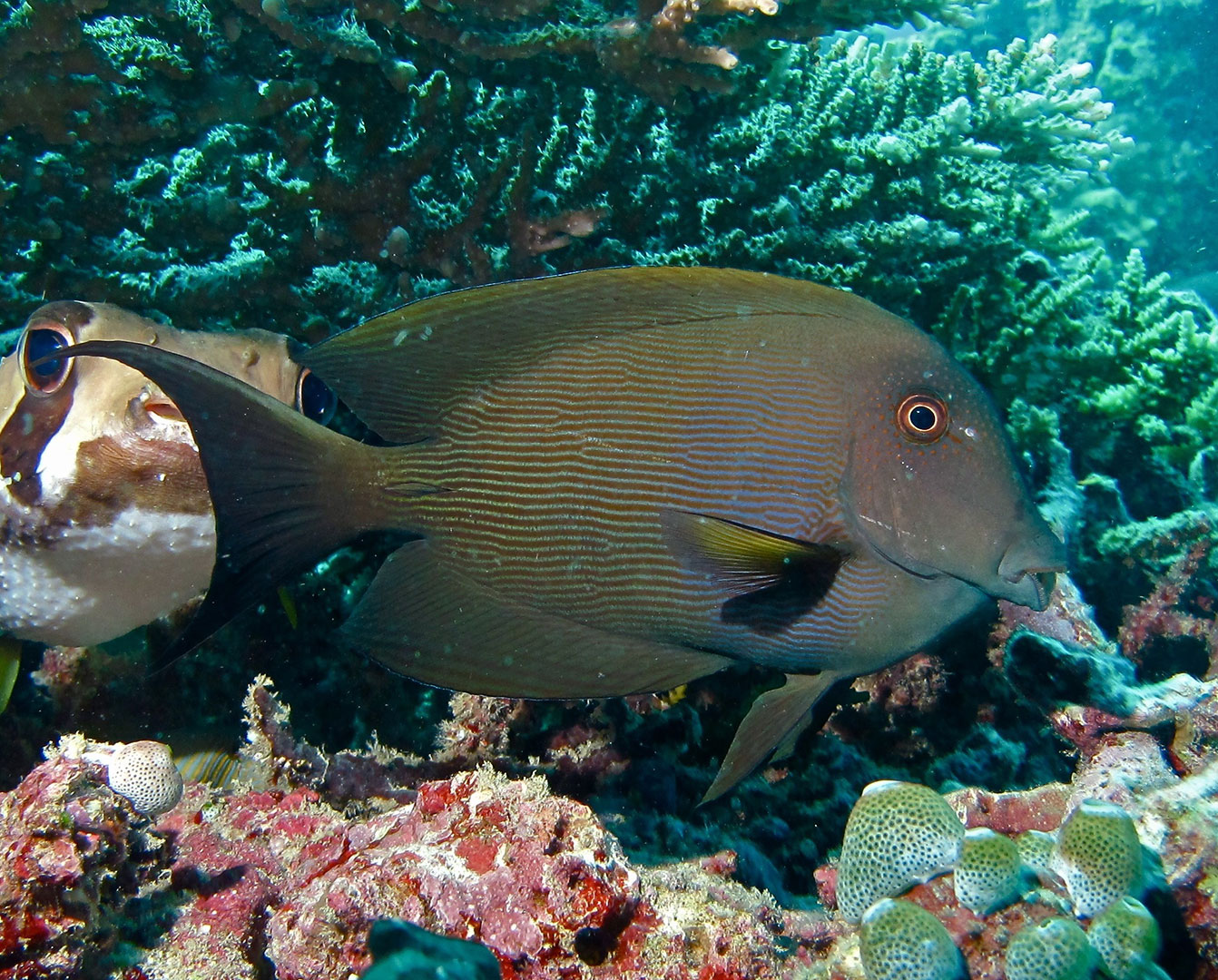 A striated surgeonfish (Ctenochaetus striatus)