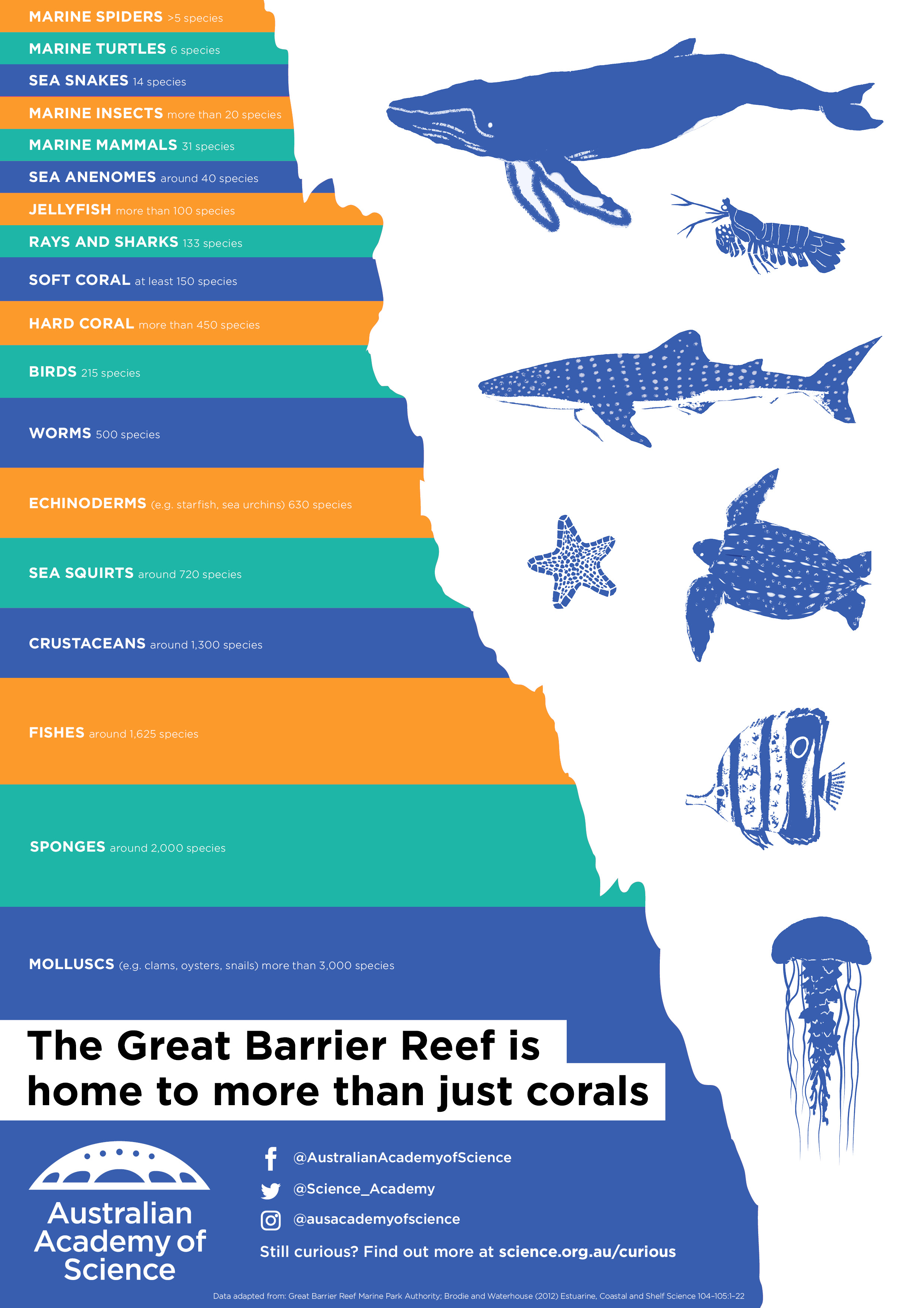 Coral Reef Size Chart