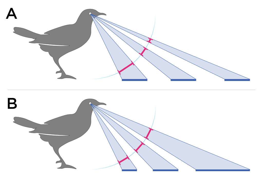 Diagram showing two different birds and visual angles as they look at objects placed in front of them.