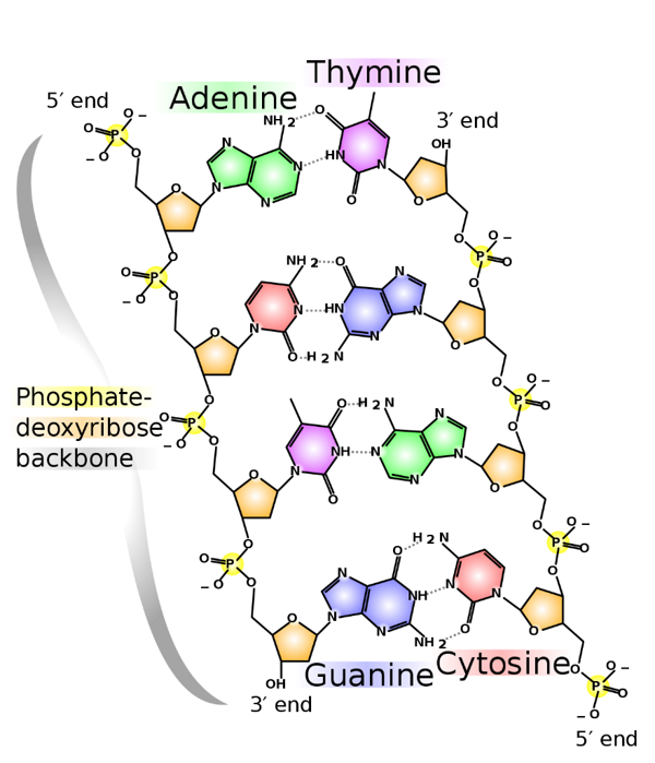 Diagram of flattened-out DNA illustrating bonding
