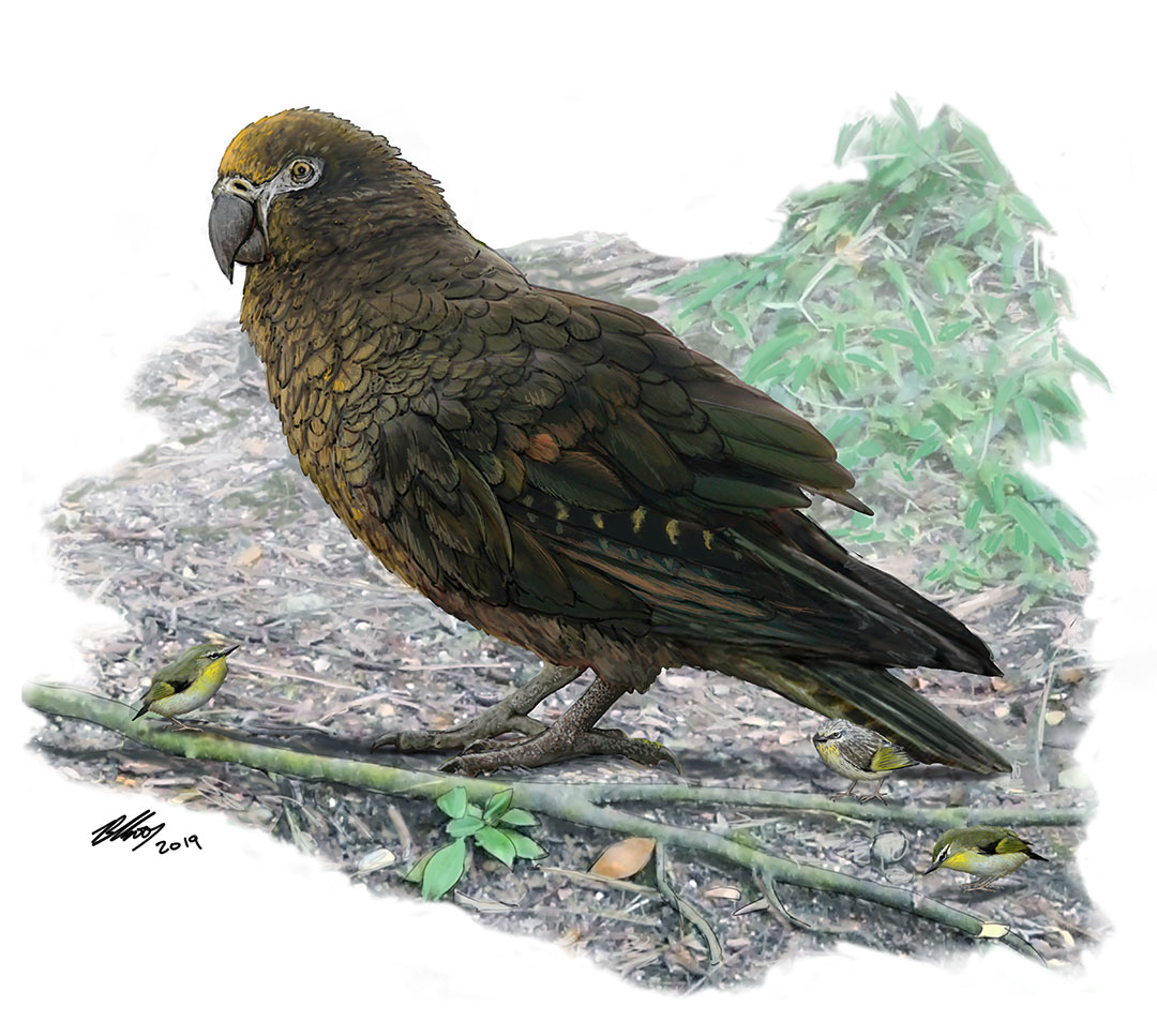 A reconstruction of the giant ‘Squawkzilla’ parrot