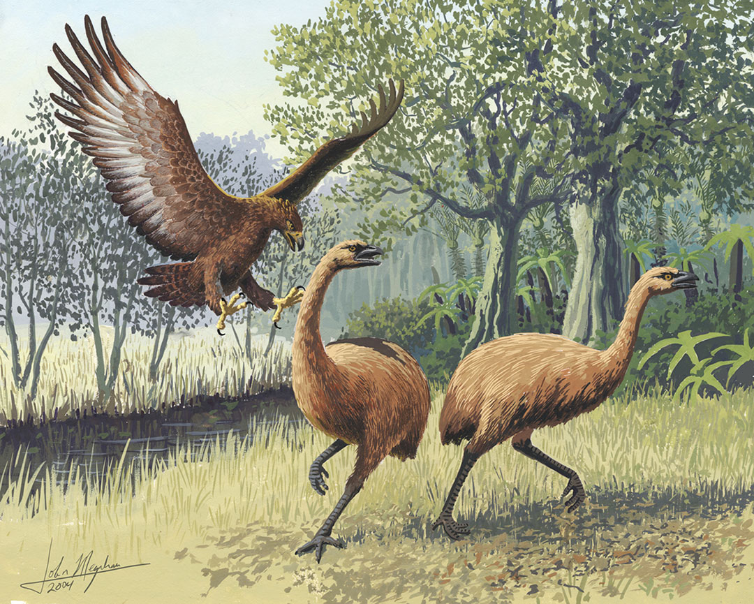 A Haast’s eagle attacks a pair of moa