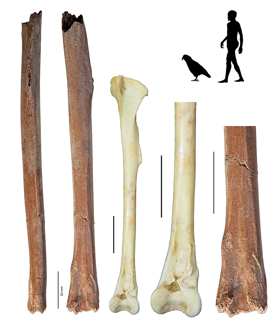 Fossil bones